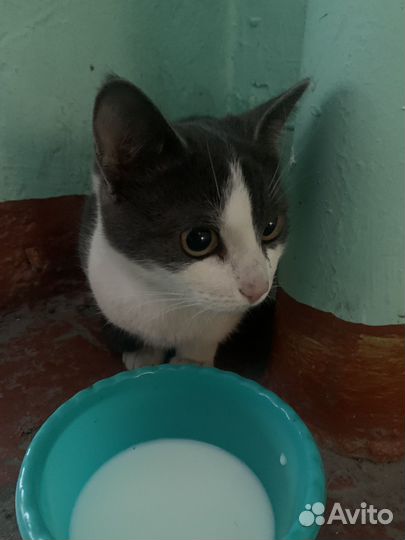 Отдам кошку