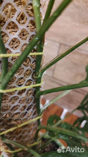 Тотем опора для растений