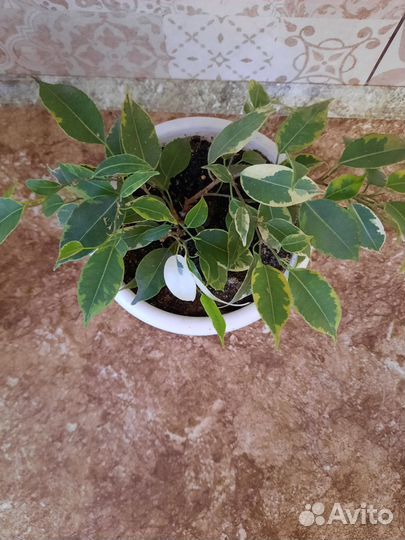 Фикус бенджамина