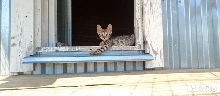 Бенгальские котята