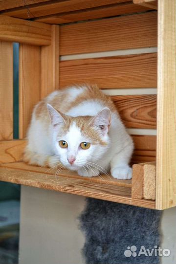 Стерилизованная кошка