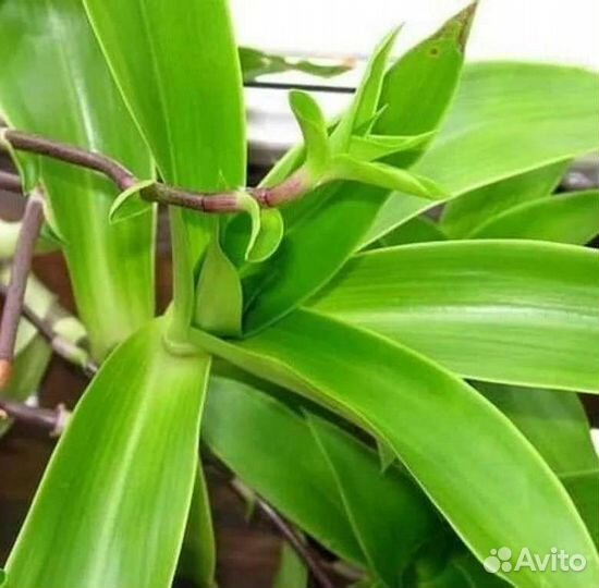 Растение золотой ус