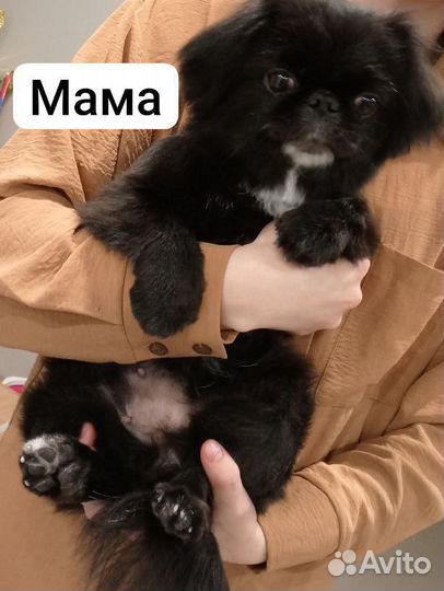 Щенки пекинеса