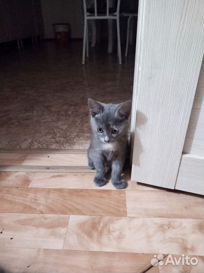 Кошка