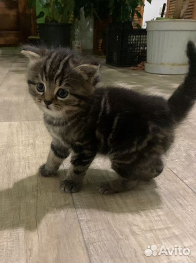 Кошка в дар бесплатно