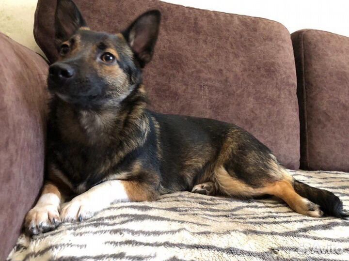 Маленькая собака в добрые руки