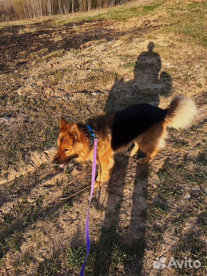 Немецкая овчарка в добрые руки