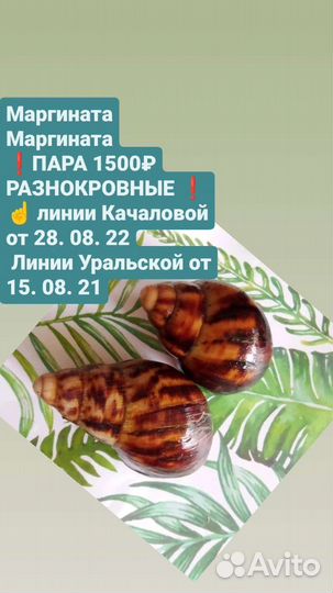 Улитки Архахатина Маргината Маргината редкий вид