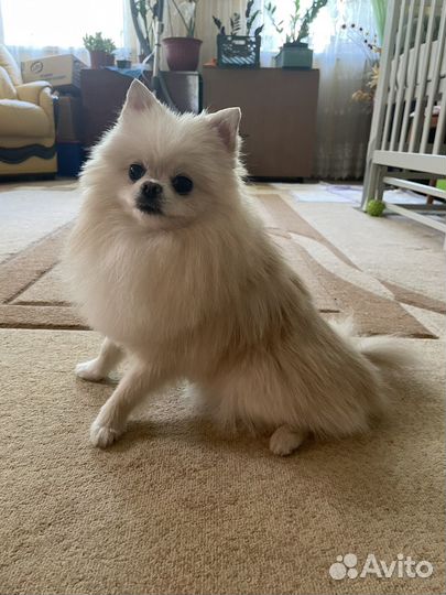 Померанский шпиц мини девочка вязка