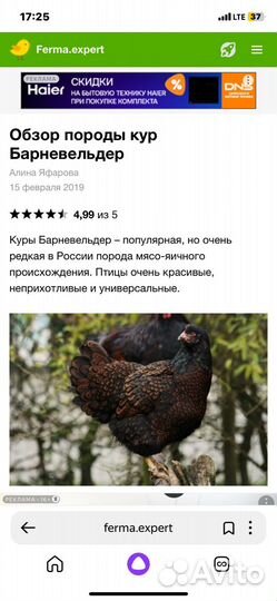 Яйцо на инкубацию