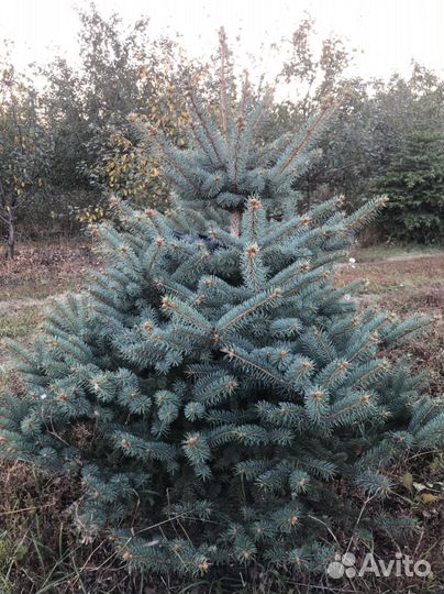 Ель голубая глаука