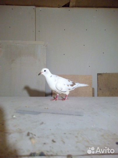 Смеющаяся горлица