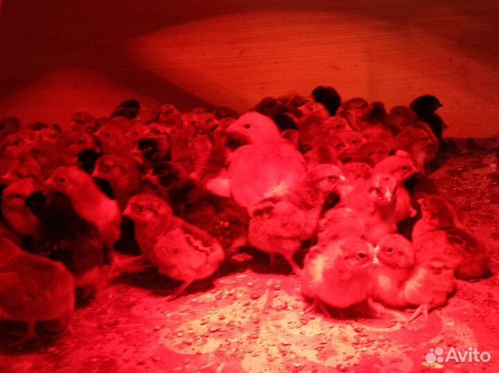 Цыплята кучинские