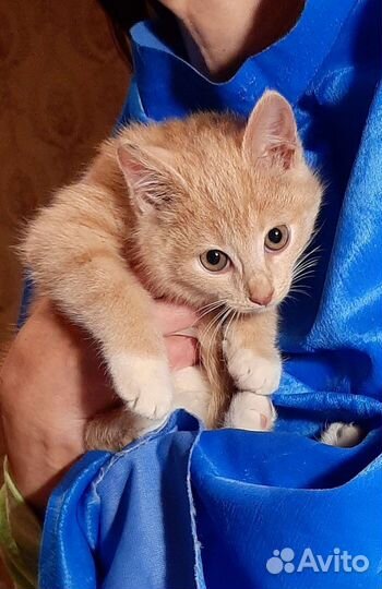 Котенок из ледяных развалин