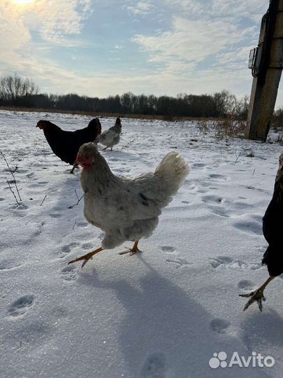 Домашние куриные яйца