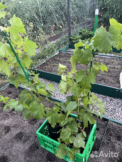 Саженцы винограда