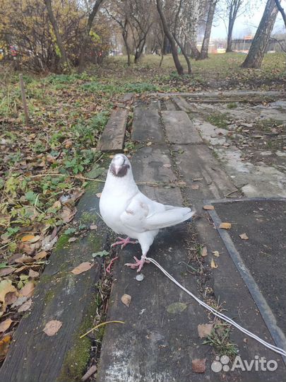 Голубь кинг