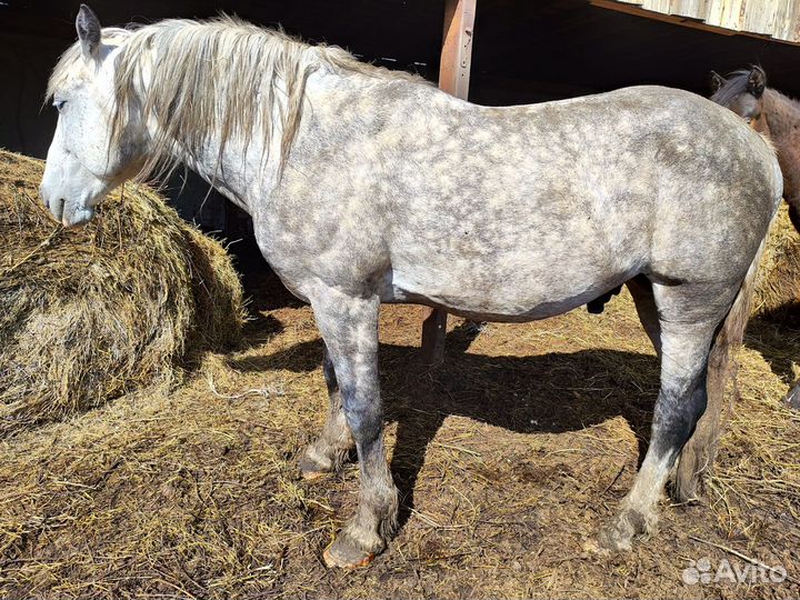 Жеребец орловский рысак