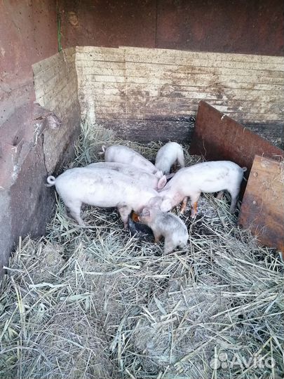 Поросята и Боров