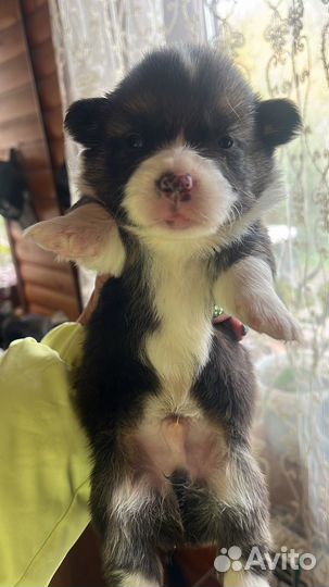 Щенки корги