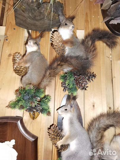 Чучело белки