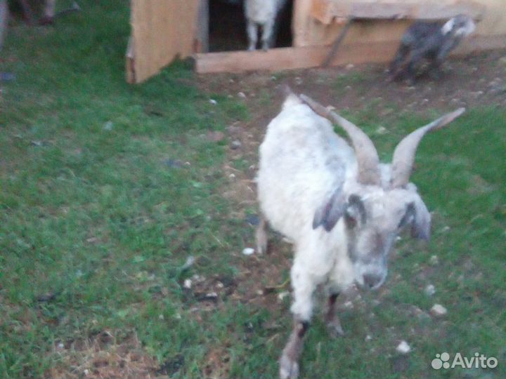 Коза козёл