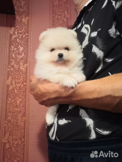 Померанский шпиц медвежьего типа