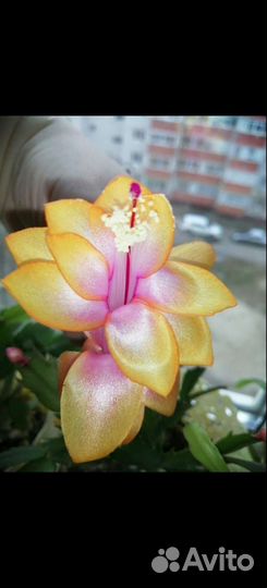 Декабристы зимние (шлюмбергеры)