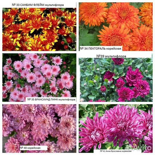 Хризантемы