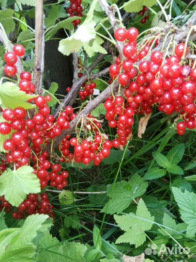 Саженцы смородины