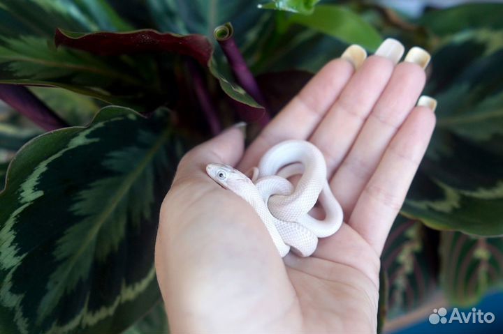 Белый техасский полоз леуцист (Elaphe obsoleta)