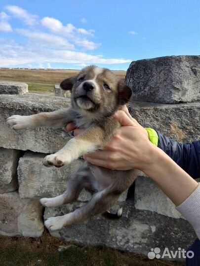 Щенята в добрые руки