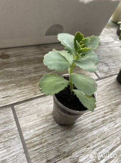 Каланхое Федченко