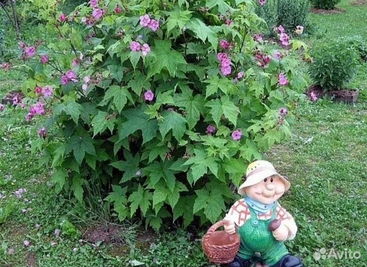 Малина душистая