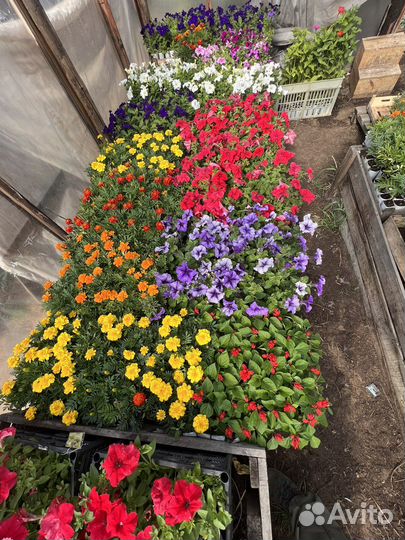 Рассада однолетних цветов и овощей