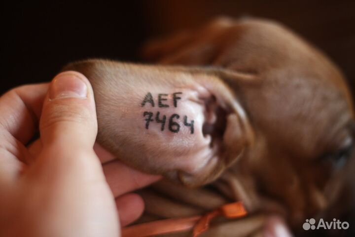 Клеймение щенков и взрослых собак