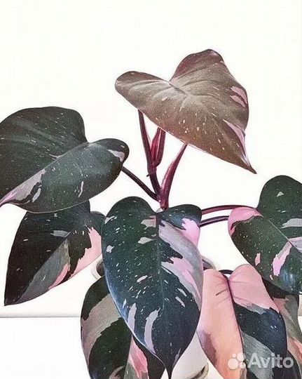 Филодендрон Пинк Принцесс