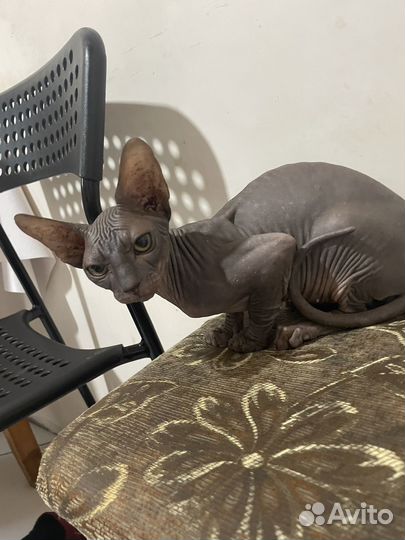 Канадский сфинкс