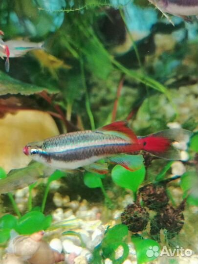 Кардиналы вуалевые