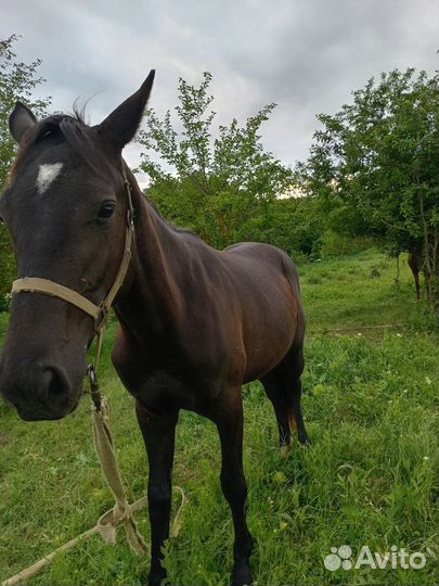 Продажа жеребчик