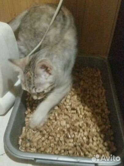 Древесный наполнитель(жив.)