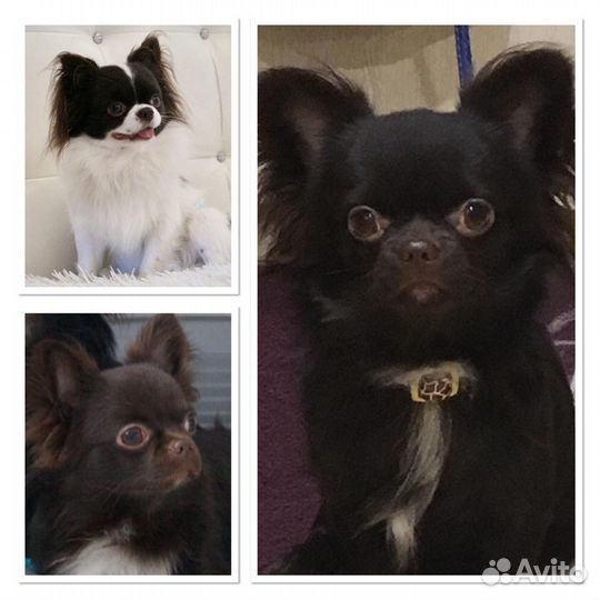 Вязка. Чихуахуа Три шоколадных, титулованных кобел