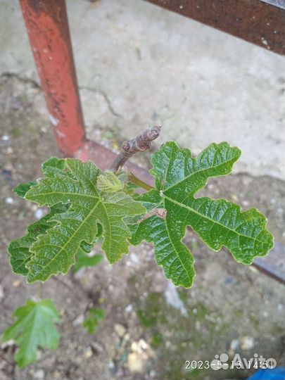 Саженцы инжира