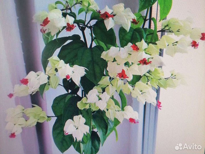 Клеродендрум Томпсона