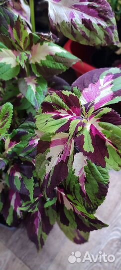 Колеус Purple Maroon