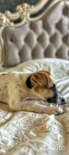 Малышечка Кира/метиска джек Рассел терьера