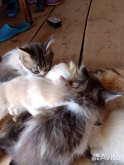 Котята в добрые руки
