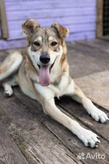 Метис овчарки ищем дом