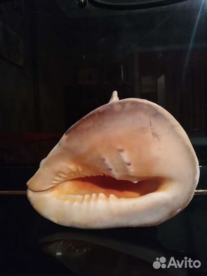 Морские кораллы и раковины