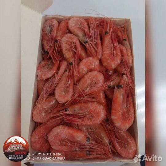 Креветка Северная